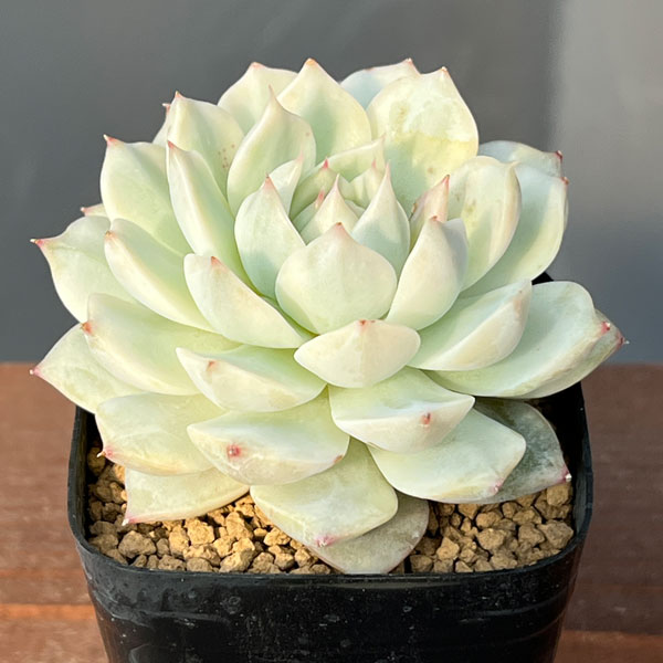 観葉植物/エケベリア：ディッピー錦 2.5号ポット