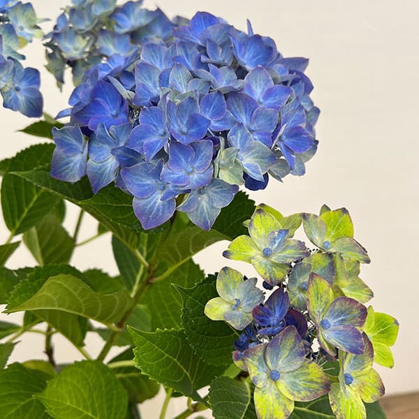 Rakuten - （わけあり特価）アジサイ：フォーチュン5号鉢植え