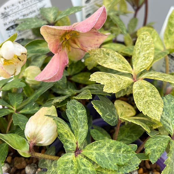 松村ナーセリーさんのクリスマスローズ（原種系）：ニゲル マーブル斑入り3号ポット...