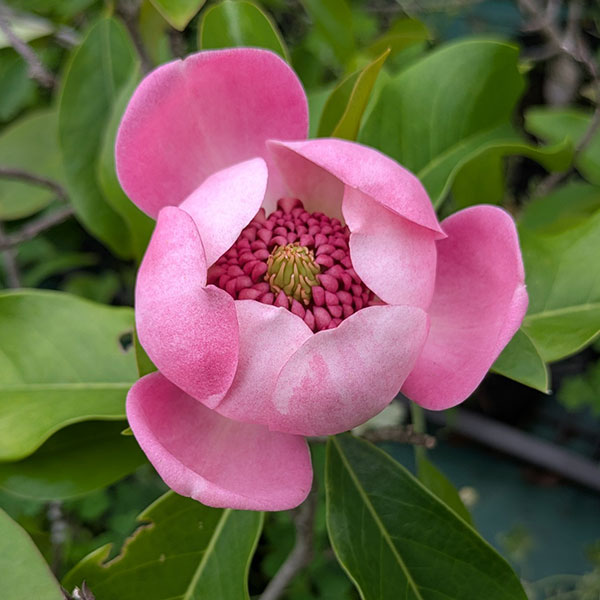 花木 庭木の苗/マグノリア（オオヤマレンゲ）：オオヤマローズ5号ポット