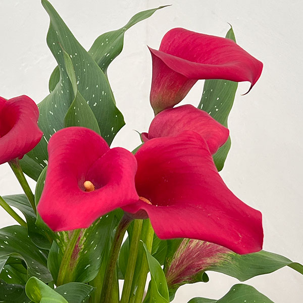 カラー：レッド 5号鉢植え