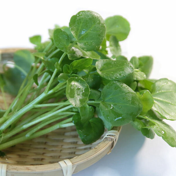 野菜の苗/クレソンの苗3号ポット 12株セット