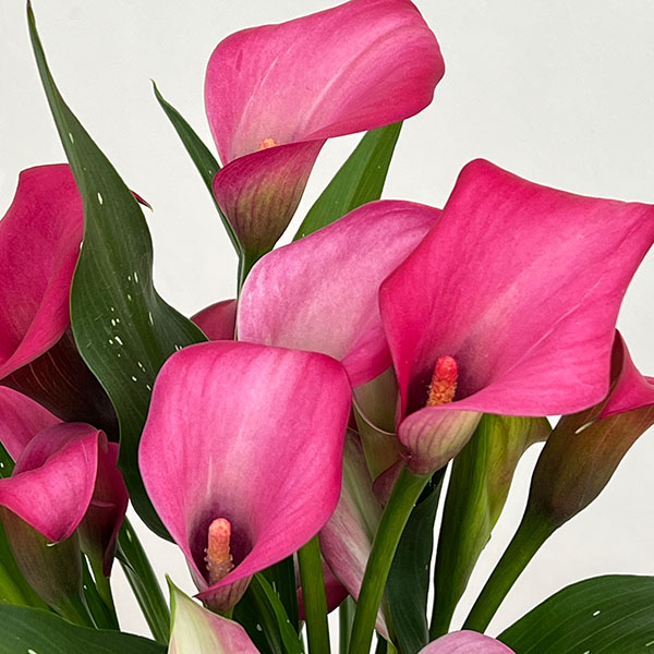 カラー：ローズ 5号鉢植え