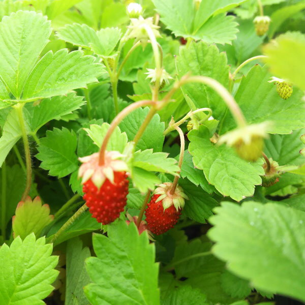 ハーブの苗/[送料無料]ワイルドス...