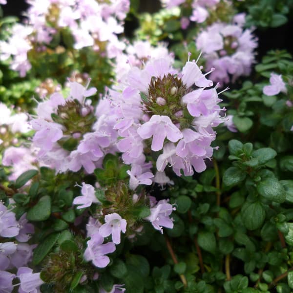 ハーブの苗/イブキジャコウソウ3号ポット 6株セット