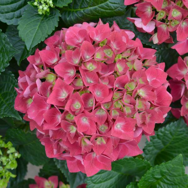 花木 庭木の苗/アジサイ：スピーディレッド3.5号ポット