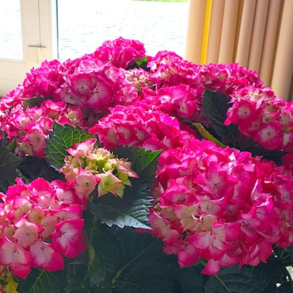 花木 庭木の苗/アジサイ：バラディア3.5号ポット