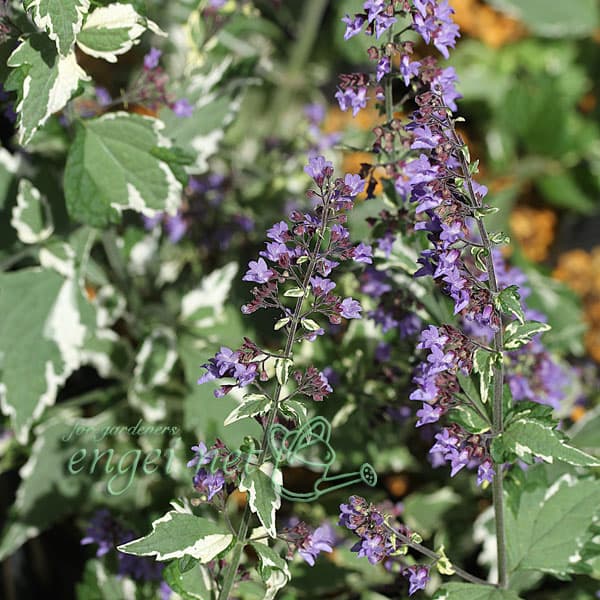 山野草の苗/ヤマハッカ（山薄荷）：斑入り3号ポット