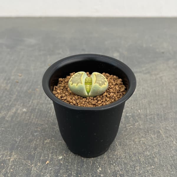 観葉植物/リトープス：緑菊章玉2....