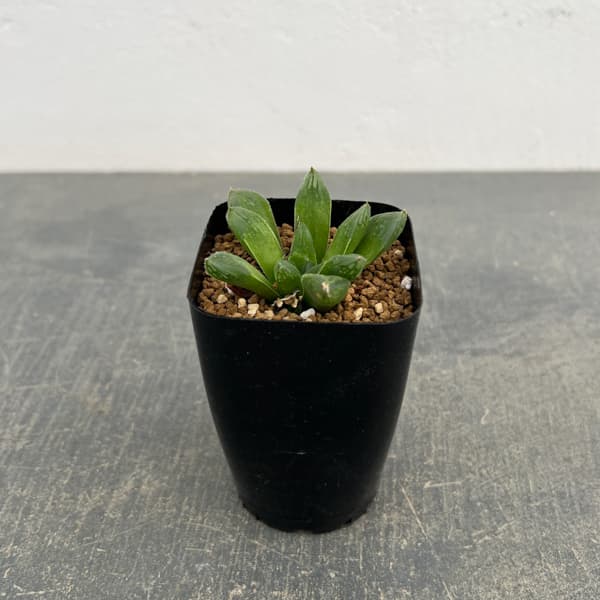 Other Succulents - 観葉植物/ハオルチア：スタイオブ 2.5号スクエア鉢