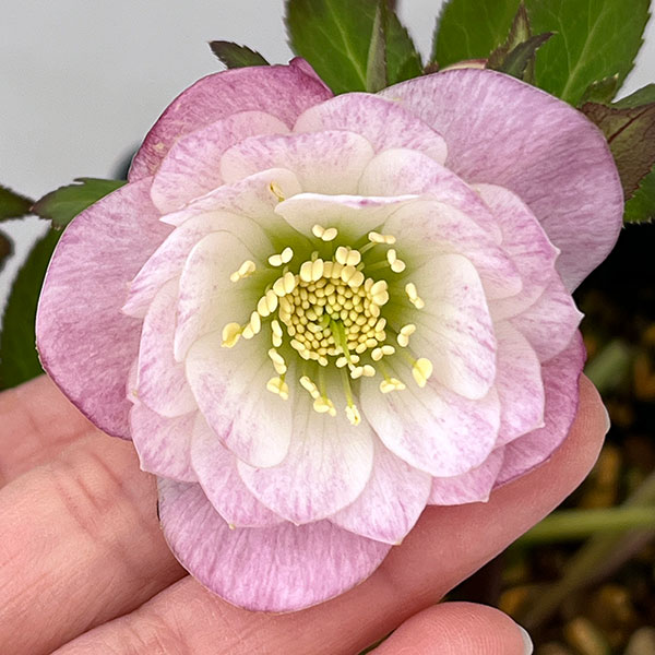 楽天市場】園芸ネットプラス クリスマスローズ（苗物｜ガーデニング