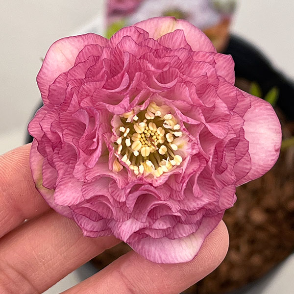 楽天市場】吉田園芸の通販