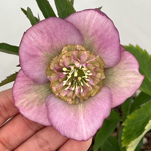 楽天市場】吉田園芸の通販