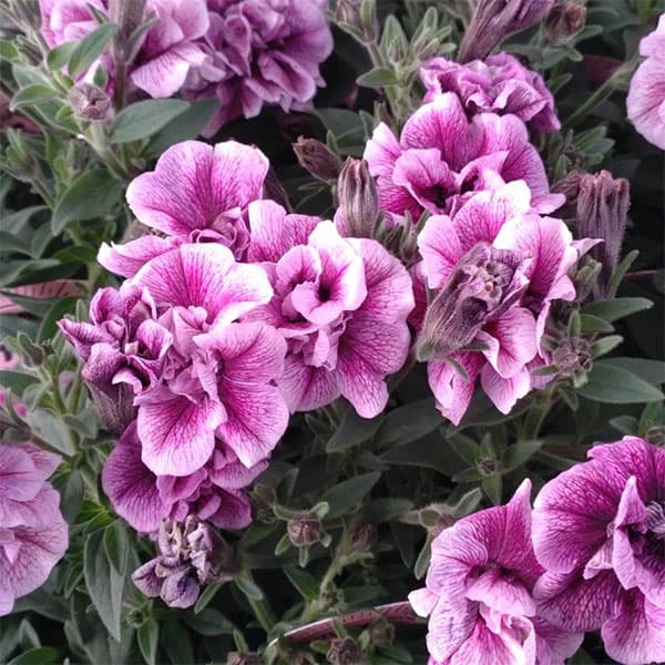 草花の苗/ペチュニア：いちごラテ3.5号ポット