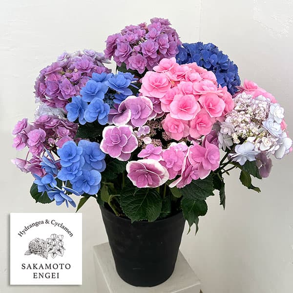 楽天市場】紫陽花 8号鉢の通販