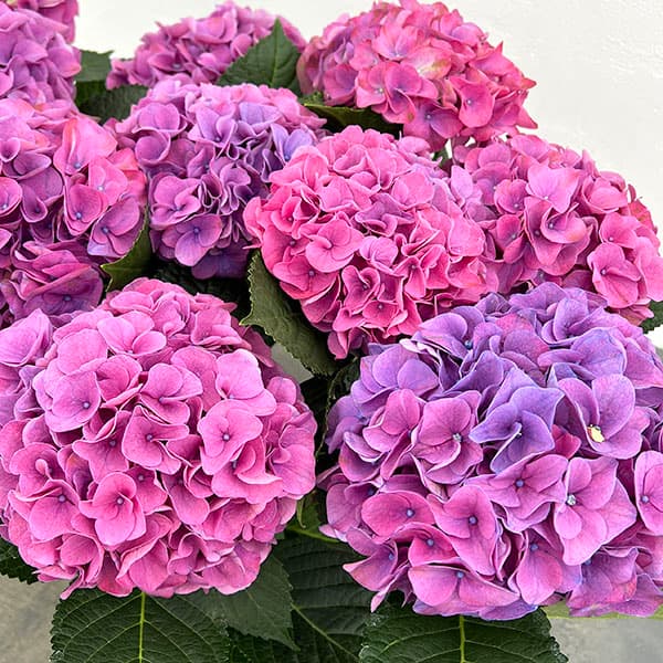 引っ越し断捨離▶プロ必読様 リクエスト 3点 まとめ商品　紫陽花　アジサイ 楽天市場】在庫処分 あじさいの通販