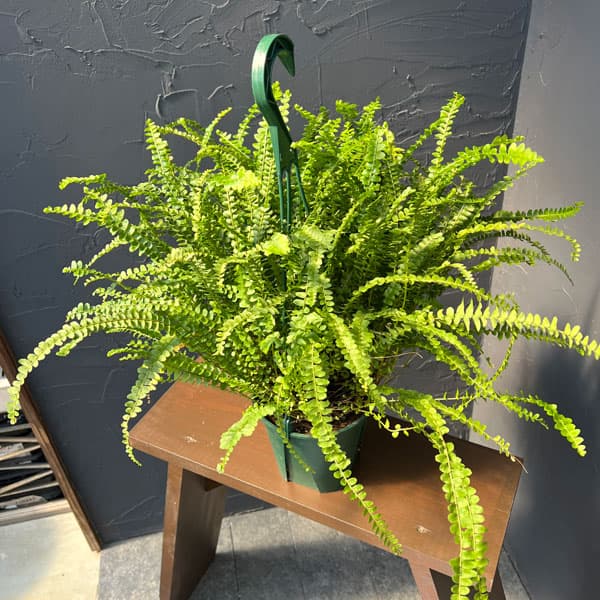 観葉植物/ネフロレピス：ダッフィー 5号吊り鉢植え