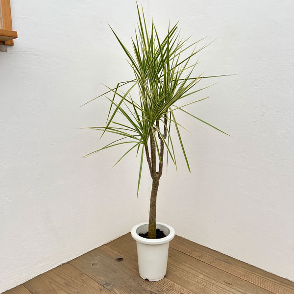 観葉植物/ドラセナ：コンシンネ ホワイボリー 6号鉢植え