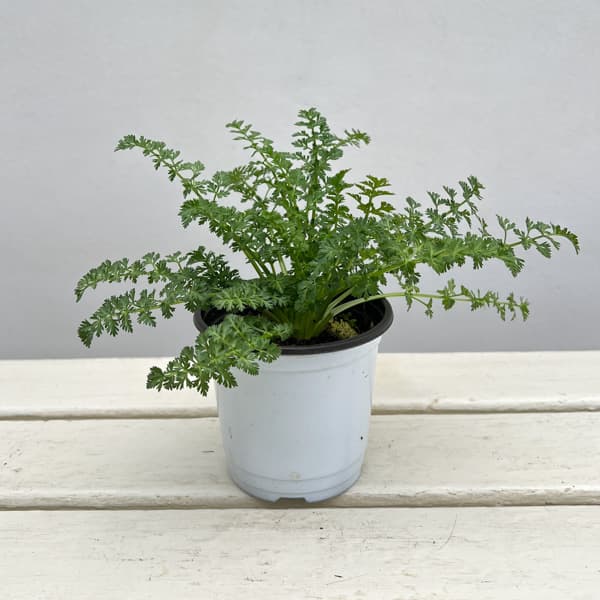 ハーブの苗/イタリアンハーブ：キャラウェー3.5号ポット