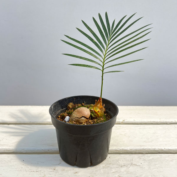 観葉植物/ソテツ（蘇鉄）3号ポット