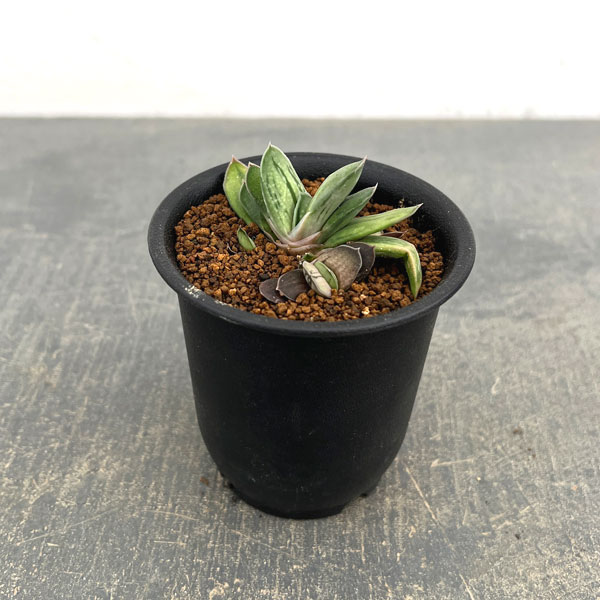 楽天市場】ガステリア（観葉植物｜花・観葉植物）：花・ガーデン・DIY