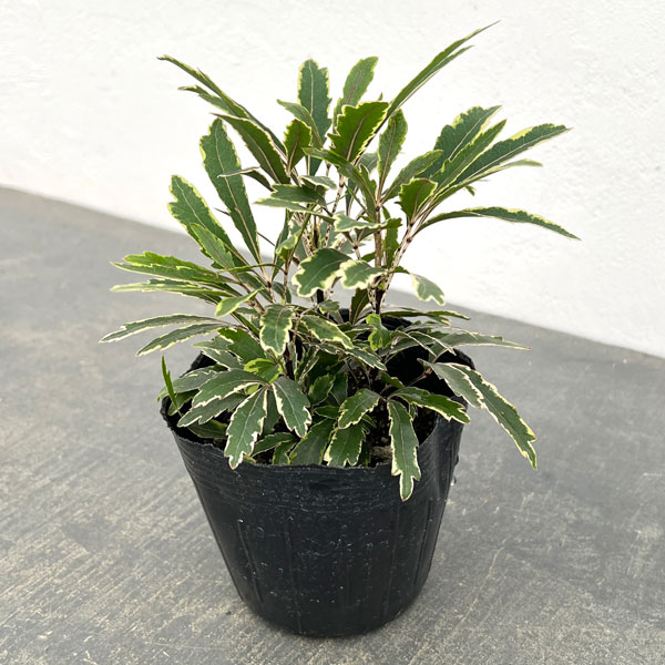 楽天市場】観葉植物 アラレアの通販
