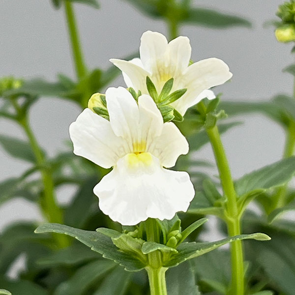 草花の苗/ネメシア：メーテルスノー...