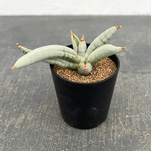 楽天市場】サンセベリア ボンセレンシスの通販