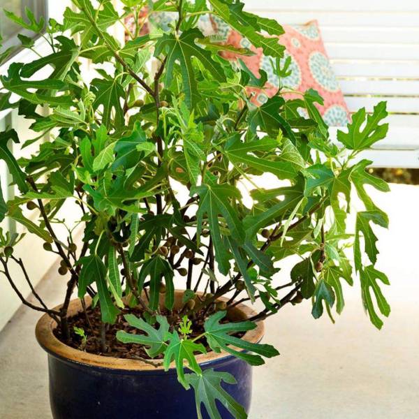 果樹の苗/イチジク：リトルミスフィギー6号ポット