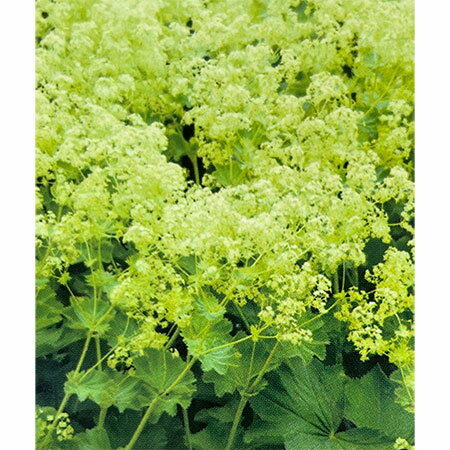 草花の苗/アルケミラ：モーリス ロブスティカ3.5号ポット 3株セット