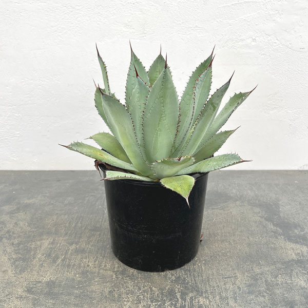 観葉植物/アガベ：グアダラハラナ 7号鉢植え