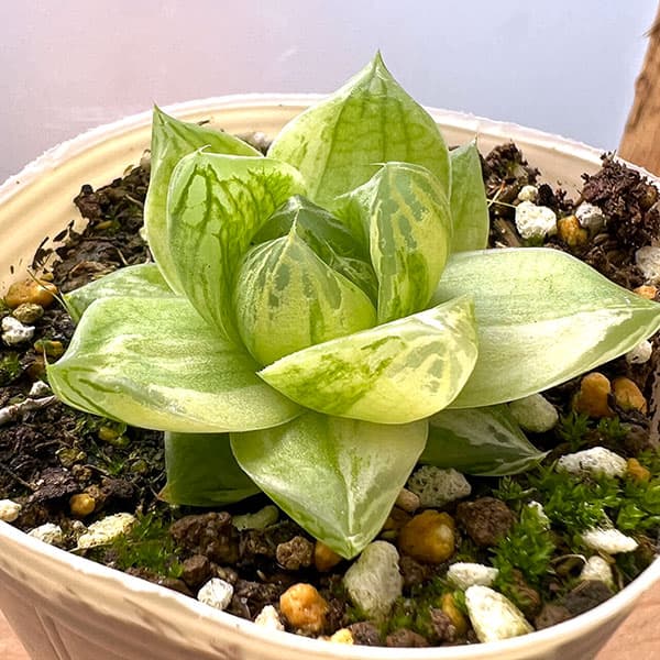楽天市場】ハオルチア 斑入り（花・観葉植物｜花・ガーデン・DIY）の通販