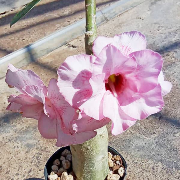 楽天市場】アデニウム 砂漠 の 薔薇の通販