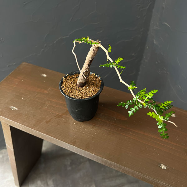 Rakuten - 観葉植物/オペルクリカリア：パキプス（根挿し・ちょっと大きめ） 3号鉢植え