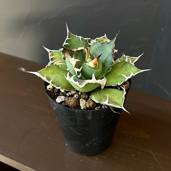 楽天市場】agave potの通販