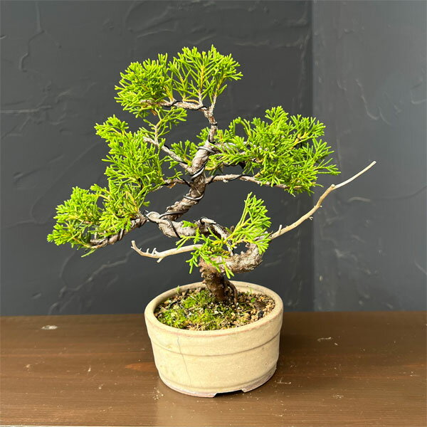 楽天市場】トウヒ（盆栽｜花・観葉植物）：花・ガーデン・DIYの通販