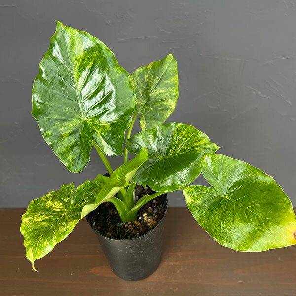 楽天市場】イエロー（観葉植物｜花・観葉植物）：花・ガーデン・DIYの通販
