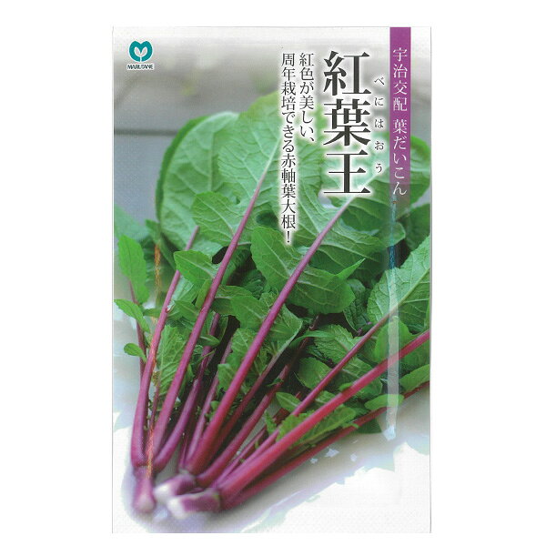 ダイコン（葉大根）：紅葉王（べにはおう） 2袋セット