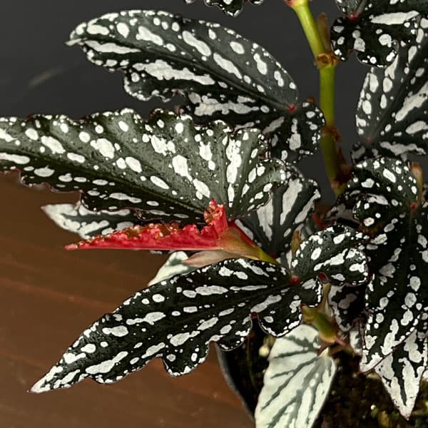 楽天市場】ベゴニア 5号（観葉植物｜花・観葉植物）：花・ガーデン