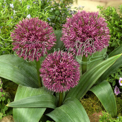 秋植え球根 シックなえんじ紫色球根/アリウム：ネブスキアヌム（ネフスキアナム） 2球セット草丈が短く葉もコンパクトなアリウム。花径約12cmほどで赤紫色の花をボール状に咲かせます。鉢植えにも最適！学名：Allium nevskianumタイプ：ユリ科の球根植物草丈：15〜30cm植え時：10〜11月花期：5〜6月用途：鉢花・花壇栽培方法：乾燥気味の砂質土壌で日当たりを好みます。酸性土壌を嫌うので、古土を使用する場合には、植え込み前に石灰を混ぜて中生にして下さい。尚、排水が良ければ粘土質の土地でも育ちます。植え込みの深さは球根の培の高さを目安にします。土を深めに耕し元肥を施してから植え込みます。育成期に極端な水切れを起こさないように注意して下さい。花が枯れはじめてきたら、根元近くから切り取って下さい。長期間花をつけていると翌年の花が付き難くなることがあります。尚、葉は枯れるまで残しておき、葉が枯れ込んできたら球根を掘り上げ、乾燥貯蔵して下さい。写真は開花時のイメージです。★バラ球を無地袋に詰めた状態でお届けします。カラーラベルは付いていません★※球根の表皮が剥けていたり、細かな傷がある場合がありますが、生育には支障ありません。アリウム：ネブスキアヌム（ネフスキアナム） 2球セットの栽培ガイド秋植え球根のダブルデッカー植え球根の植付け秋植え球根【秋植え球根】植えつけ深さの目安庭にリズムと立体感を！アリウムの育て方植えっぱなしで毎年咲く、おすすめの球根植物