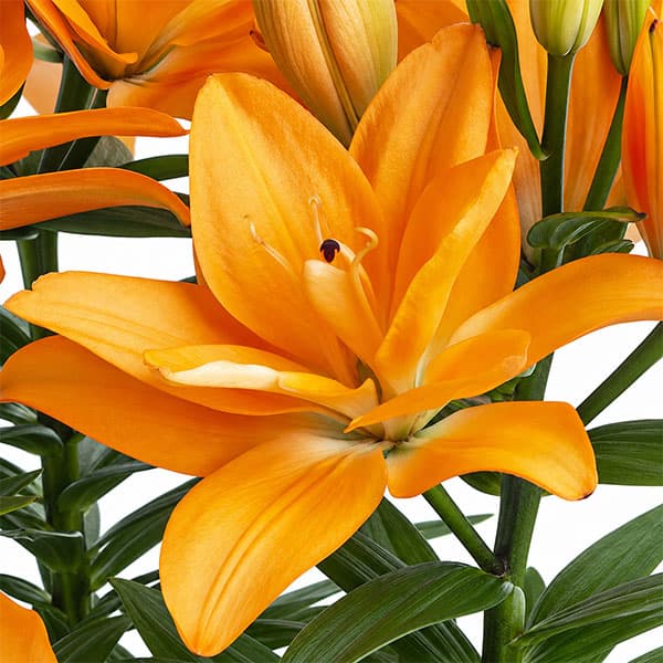 コンパクトでかわいい 秋植え球根 ゆり 百合 リリー 球根球根/ユリ：矮性八重咲すかし百合 橙（オレンジ）2球入り草丈約40cmのコンパクトなすかし百合です。可愛らしい八重咲きの小ぶりな花をたくさん咲かせます。矮性（わいせい）のため支柱が不要で、室内でも手軽に育てられます。植えつけ適期：10-3月開花期：6-7月草丈：約40cm栽培方法：到着後、球根が乾かないうちに早めに植え付けてください。鉢植えの場合は赤玉土6、腐葉土4の割合で5号以上の深鉢に植え付けます。球根の高さの3倍くらいの深さが植付けの目安です。ゆりは球根の上にのびた茎から根が伸び、この根が養分を吸収しますので、なるべく深く植えるのがポイントです。寒さに強いので、戸外で水を切らさないように管理します。春になって芽が伸び始めたら液肥や化成肥料を追肥します。花が咲き終わったら、花柄を切り取りますが、葉や茎は残すようにして球根を太らせます。鉢植えの場合は毎年秋に地上部が枯れたら堀りあげ、なるべく早く新しい土でまた植え付けてください。庭植えの場合は植えたまま毎年花を楽しむことができます。写真は開花時のイメージです。※球根に細かな傷がある場合がありますが、生育には支障ありません。ユリ：矮性八重咲すかし百合 橙（オレンジ）2球入りの栽培ガイド秋植え球根のダブルデッカー植え球根の植付け秋植え球根【秋植え球根】植えつけ深さの目安植えっぱなしで毎年咲く、おすすめの球根植物