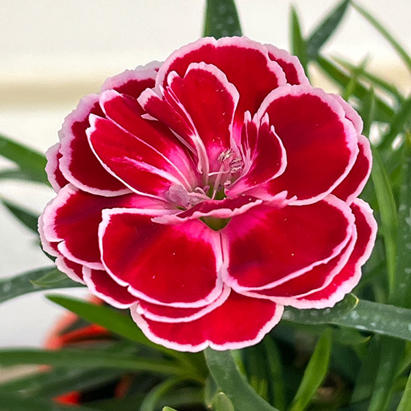 楽天市場】ダイアンサス（花の苗物｜苗物）：ガーデニング・農業<花