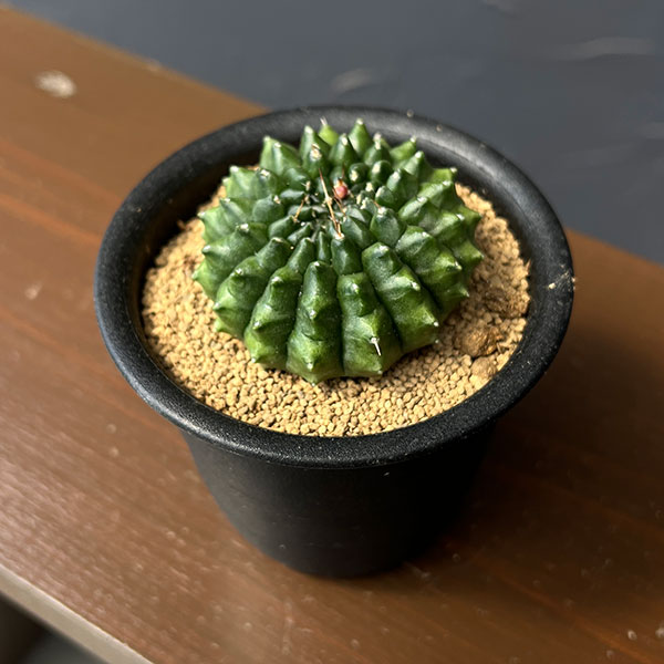 楽天市場】綴化（花・観葉植物｜花・ガーデン・DIY）の通販