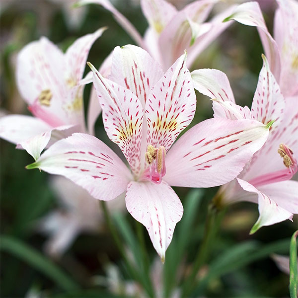 小型 4月〜6月開花 原種ならではの野趣とシャープな花姿球根/アルストロメリア(耐寒性)：ガラバンタエ1球アンデスの清澄な風とともに...ペルー、チリなど南米原産のアルストロメリア。原種ならではの野趣あふれるシャープな花姿が魅力のアルストロメリア。ガラバンタエは優しく柔らかいピンクの花弁全体に整然とスポットが入り、弁先には若草色のエッジが入る美しい花です。耐寒性のある品種なので庭植えできます。花持ち・水あげもよく高さもあるので切花としても利用できます。フラワーアレンジ、花壇のボーダーにどうぞ。英名Alstroemeria garaventaeタイプアルストロメリア科アルストロメリア属の耐寒性多年草（球根植物）草丈60〜800cm開花期4月下旬〜6月上旬用途鉢植え、花壇日照日なた耐寒性マイナス10度まで栽培方法：春は日当たりが良く夏は半日陰となるような場所を選び、緩効性の化成肥料を一握り施し混ぜ合わせて植え付けます。鉢植えは6号以上の深鉢に植えます。鉢土の表面が乾いたら水をあげてください。肥料は液肥を月2回与えます。アルストロメリアは高温多湿が苦手なので、水はけ、風通しよく管理するのがコツです。雨水が停滞する所は盛土をして水はけを良くしてください。花が咲き終わったら、花茎を根元から引き抜きます。夏は葉が枯れて休眠します。水やりを控えて乾燥気味に管理し、球根の腐敗を防ぎます。秋になるとまた根元から芽が伸びます。2、3年に1回、9月または3月に株分けを行います。ポットやプランターの場合は茎葉が霜枯れする頃、防寒のため鉢ごと地中に埋め込むとよいでしょう。写真は開花時のイメージです。★バラ球を無地袋に詰めた状態でお届けします。カラーラベルは付いていません★※球根の表皮が剥けていたり、細かな傷がある場合がありますが、生育には支障ありません。アルストロメリア(耐寒性)：ガラバンタエ1球の栽培ガイド秋植え球根のダブルデッカー植え球根の植付け秋植え球根庭でも切り花でも楽しめる、アルストロメリアの育て方