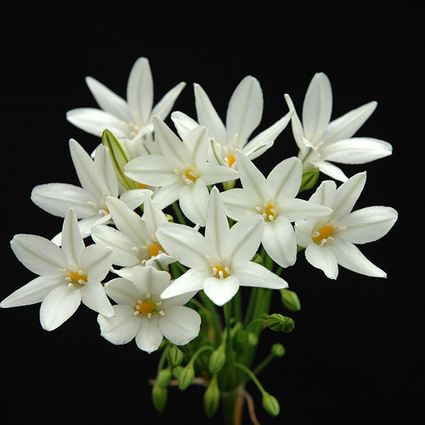 小型 秋植え球根 5月〜6月開花 植えたままでも毎年咲く愛らしい花 ペドゥンクラリス球根/ブローディア(トリテレイア)：ペタンクラリス5球セットトリテレイア（旧名ブローディア）の白花種。北アメリカ原産の丈夫な球根植物です。純白の花は咲き進むに連れ青みを帯びます。切花に最適です。秋植え球根としては開花が遅めで、初夏に花を咲かせた後休眠します。植えっぱなしでもよく育ち、自然に分球して殖えていきます。学名：Triteleia peduncularisタイプ：キジカクシ科トリテレイア属の耐寒性球根植物草丈：約30〜50cm植え時：10〜11月開花期：5〜6月頃用途：鉢植え、庭植え、切り花別名：ヒメアガパンサス栽培方法：5号鉢に3〜5球で深さ3cm、地植えの場合は5〜7cm感覚で、深さ7〜10cmに植えつけてください。土質は特に選びませんが、水はけのよい山土を好みます。草丈が低いので、花壇では前景に植えてください。1〜2月に薄い液肥を与えると花に元気が出ますが、多肥は腐る原因になるためご注意ください。栽培はとても簡単です。野生種に近いので、手をかけすぎるとかえって逆効果の場合があります。肥料も控えめにして、2〜3年植えっぱなしのほうが元気よく咲いてくれます。掘りあげる場合は6月頃に行い、乾燥貯蔵して10月頃再度植えつけてください。写真は開花時のイメージです。※球根の表皮が剥けていたり、細かな傷がある場合がありますが、生育には支障ありません。ブローディア(トリテレイア)：ペタンクラリス5球セットの栽培ガイド秋植え球根のダブルデッカー植え球根の植付け秋植え球根【秋植え球根】植えつけ深さの目安