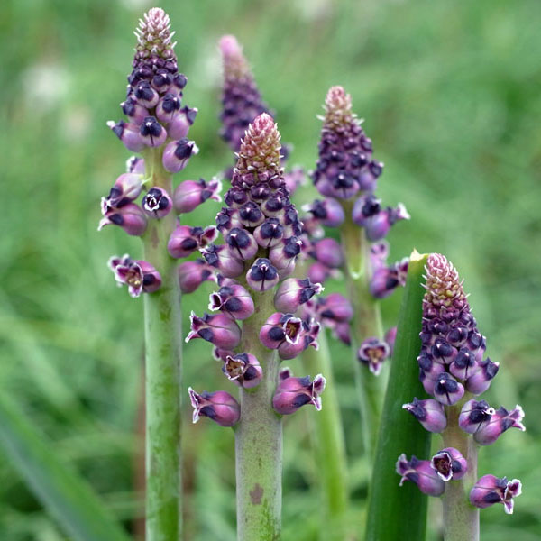 小型 4月-5月開花 南アフリカ原産 ムスカリのような可憐な花 開花期間が長く珍しい球根植物球根/ラケナリア エレガンス3球セットラケナリアは南アフリカに自生するユリ科の球根植物。穂状の花を多数咲かせ、開花期間も1ヶ月以上と長いのが特徴です。花が上向きに咲くヒヤシンスタイプと下向きに咲くペンデュラスタイプがあります。エレガンスは深みのある紫色（深紫）の花びらに白い美しい縁取りが入る魅力的な花です。学名：Lachenalia elegansタイプ：キジカクシ（旧ユリ）科半耐寒性球根植物（関東以南なら露地で越冬可能）草丈：約30cm植え付け適期9-10月開花期：3月下旬〜4月下旬栽培方法：日当たりのよい場所で、有機質に富んだ砂混じりの土が最適です。よく耕した土に化学肥料等をまぜ、5〜10センチ間隔に、5〜8センチの深さで植えます。植付後すぐに過湿にすると球根が腐る事があるので、芽が動くまでは水やりを控えめにしてください。発芽後は水切れすると花が貧弱になったり色あせてしまいますので、冬もたっぷり水をやってください。数年は植えつけたままにできます。自然分球で増えていきます。花後堀り上げる場合は葉が枯れてから掘り上げ、半月程陰干しして冷暗所で保存します。写真は開花時のイメージです。★バラ球を無地袋に詰めた状態でお届けします。カラーラベルは付いていません★※球根の表皮が剥けていたり、細かな傷がある場合があります。また、9月に芽が出始めるため、お届け時に芽が伸びている場合がありますが、生育には支障ありません。ラケナリア エレガンス3球セットの栽培ガイドチューリップの球根の植えつけ方法秋植え球根のダブルデッカー植え小球根のネット植え球根の植付け秋植え球根