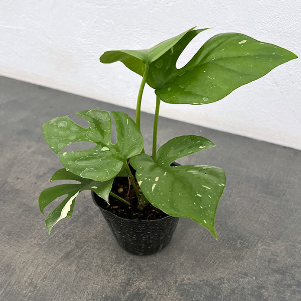 観葉植物/ヒメモンステラ：ちょっと斑入り 3号ポット