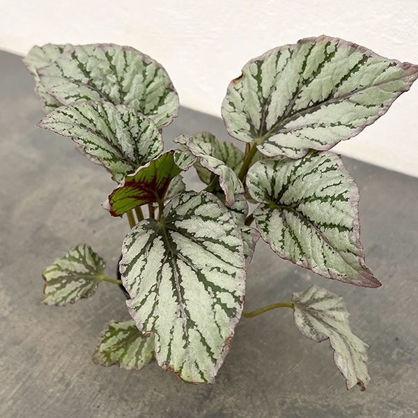 楽天市場】スベゴニアの通販