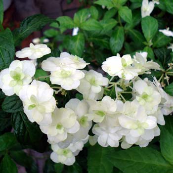 花木 庭木の苗/ヤマアジサイ：フジノタキ（富士の滝）4号ポット