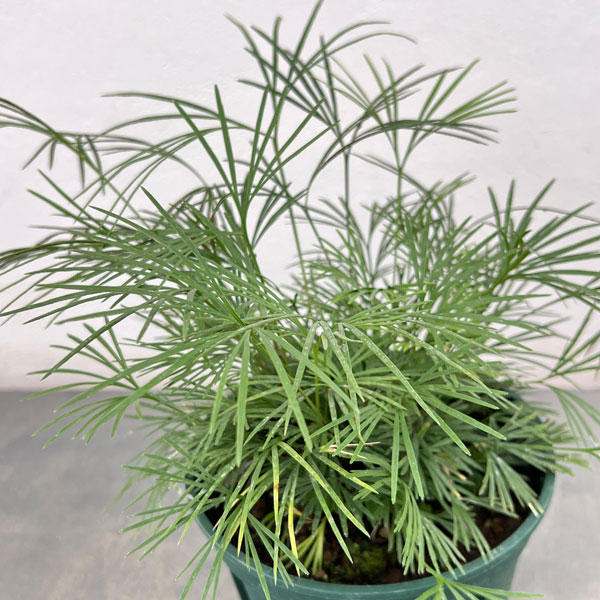 観葉植物/[棚卸セール]（わけあり特価）シダ：アクティニオプテリス オーストラリス5号鉢植え